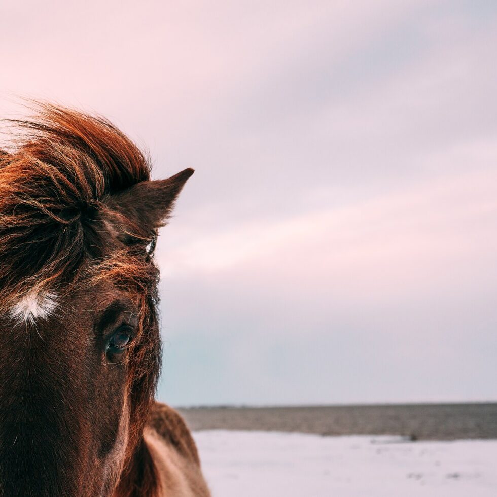 Aufmerksames Pferd im Nahporträt