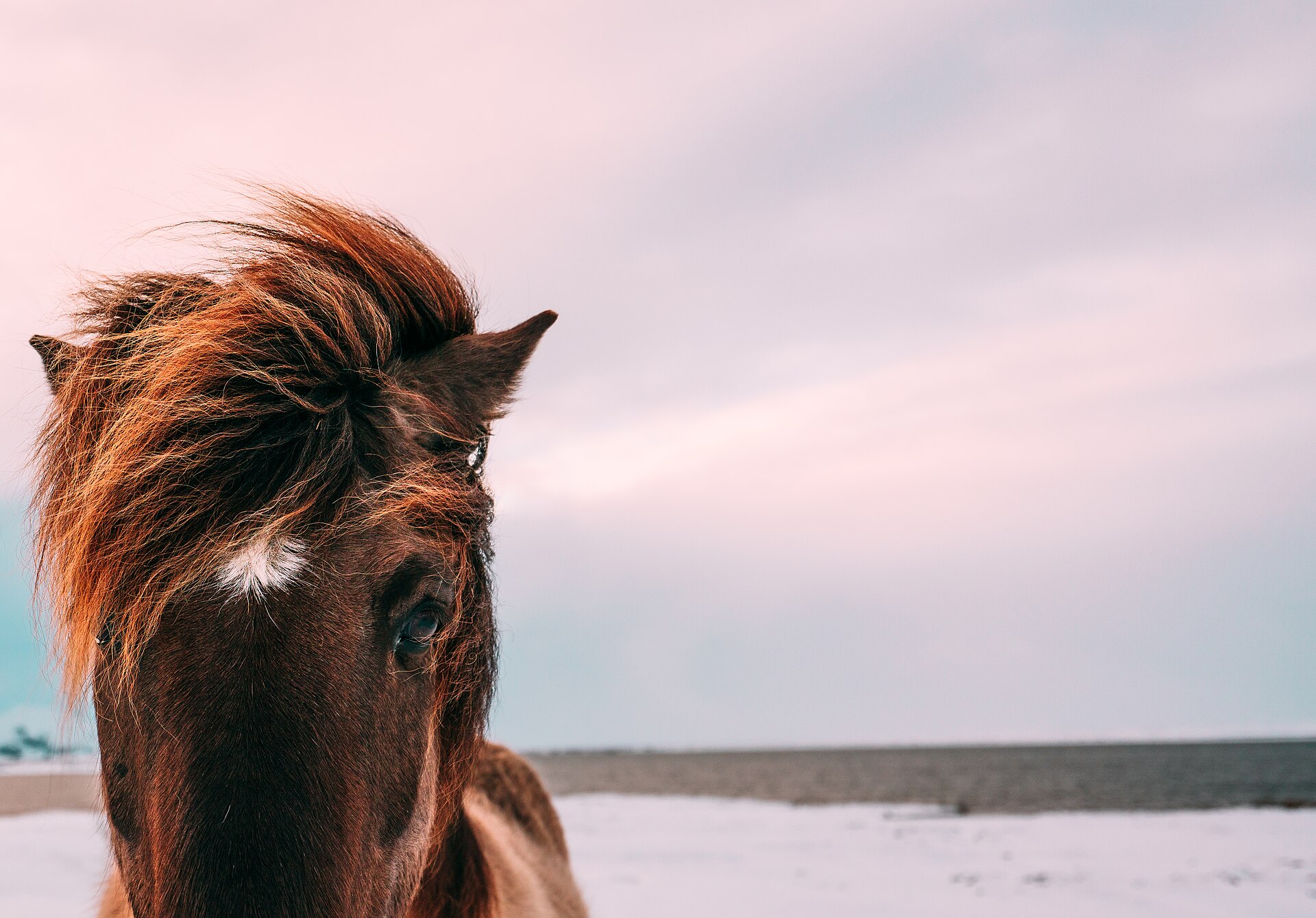 Aufmerksames Pferd im Nahporträt